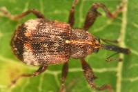 Anthonomus pedicularius