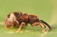 Anthonomus pedicularius