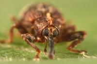 Anthonomus pedicularius