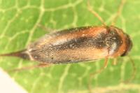 Mordellistena variegata