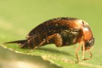 Mordellistena variegata