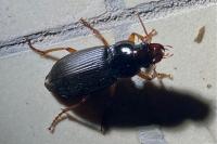Pseudoophonus rufipes