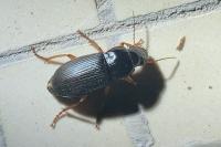 Pseudoophonus rufipes