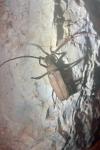 Aegosoma scabricorne
