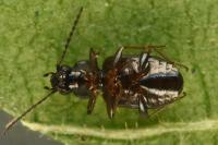 Bembidion lunulatum
