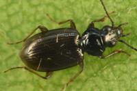 Bembidion lunulatum