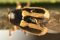 Cryptocephalus bilineatus