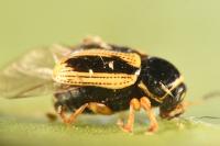 Cryptocephalus bilineatus