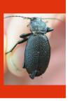 Carabus coriaceus