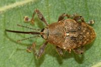 Curculio glandium