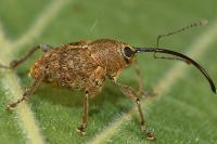 Curculio glandium