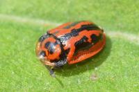 Pilemostoma fastuosa