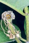 Harmonia axyridis