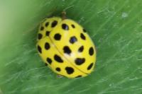 Psyllobora vigintiduopunctata