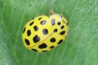 Psyllobora vigintiduopunctata