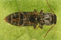 Agriotes gallicus