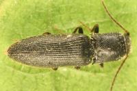 Agriotes gallicus
