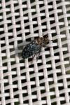Dermestes undulatus