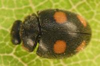 Platynaspis luteorubra