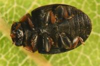 Platynaspis luteorubra