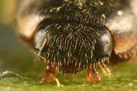 Platynaspis luteorubra
