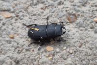 Dorcus parallelipipedus