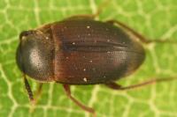 Nargus velox