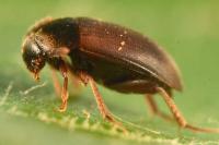 Nargus velox