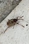 Curculio elephas