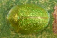 Cassida hemisphaerica