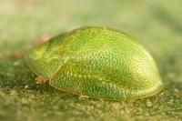 Cassida hemisphaerica