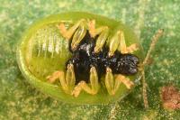 Cassida hemisphaerica