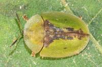 Cassida vibex