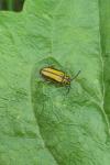 Xanthogaleruca luteola