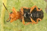 Zeugophora subspinosa