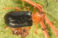 Zeugophora subspinosa