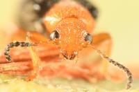 Zeugophora subspinosa