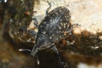 Larinus turbinatus