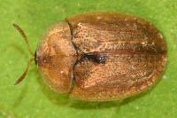Hypocassida subferruginea