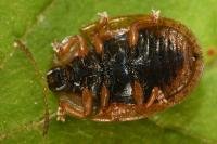 Hypocassida subferruginea