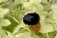 Chrysolina bankii