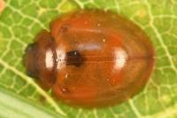 Exochomus quadripustulatus