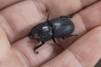 Dorcus parallelipipedus