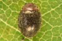 Rhyzobius lophanthae