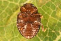 Rhyzobius lophanthae