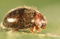 Rhyzobius lophanthae