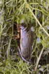 Acilius sulcatus