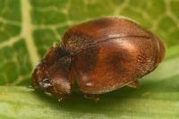 Scymnus