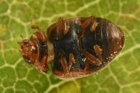 Scymnus