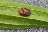 Hypocassida subferruginea